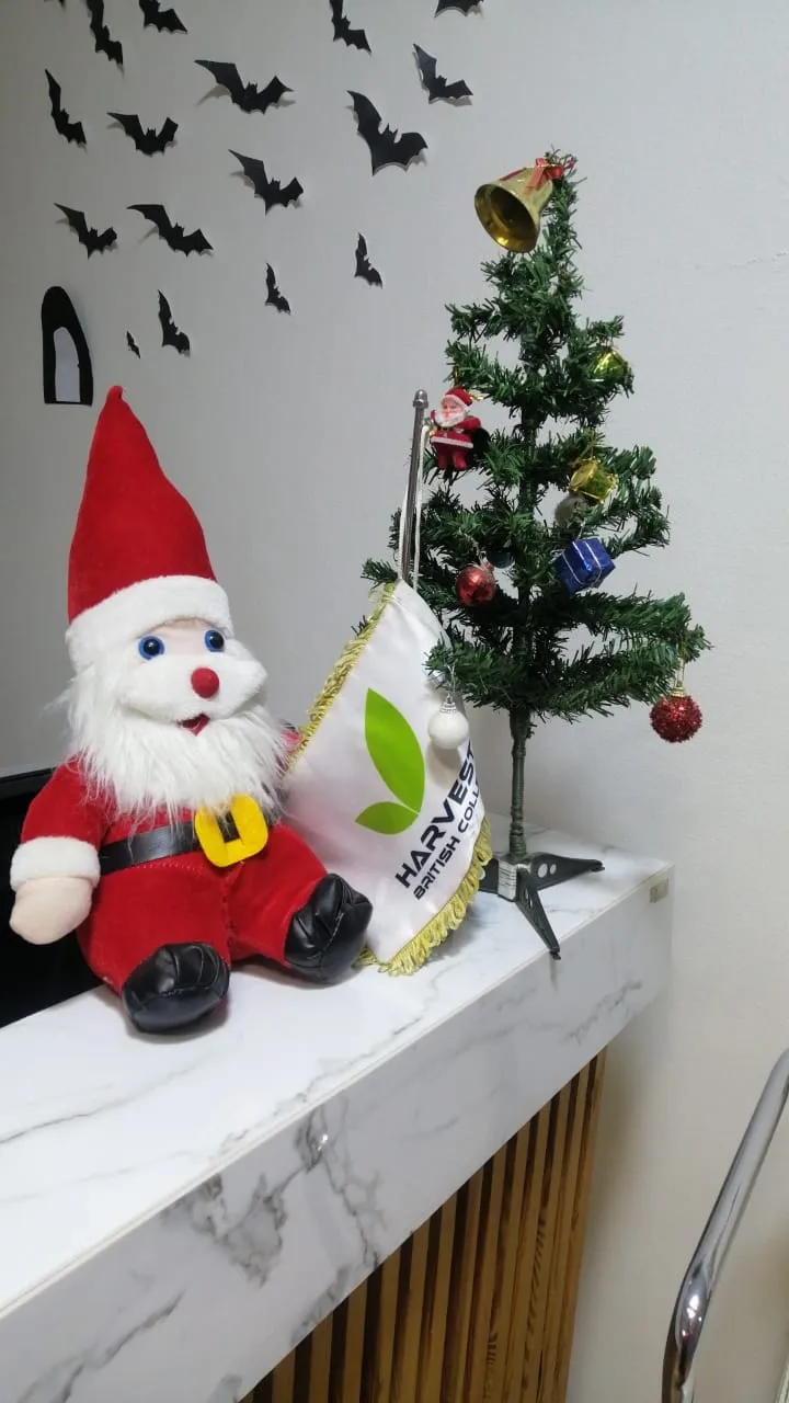 2024  الكريسماس في هارفست